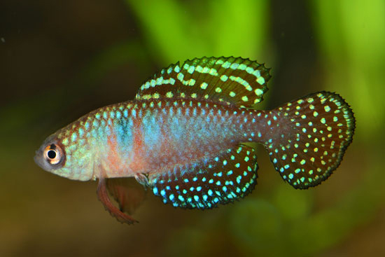 Hypsolebias picturatus