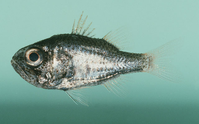 Siphamia spinicola
