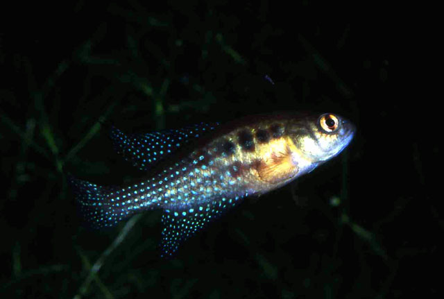 Simpsonichthys trilineatus
