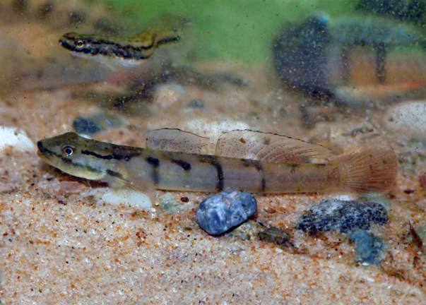 Smilosicyopus leprurus