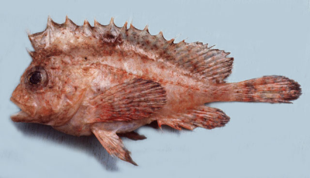 Snyderina yamanokami