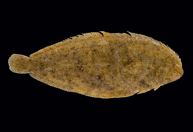 Solea aegyptiaca