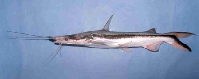Sorubim cuspicaudus