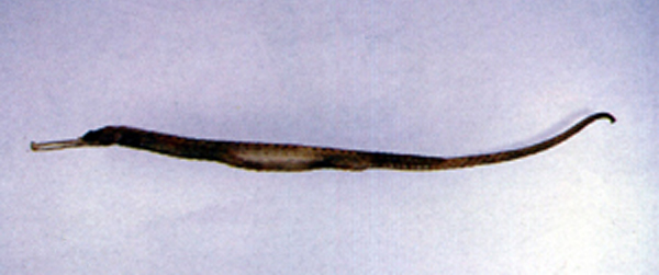 Sohar_u0.jpg