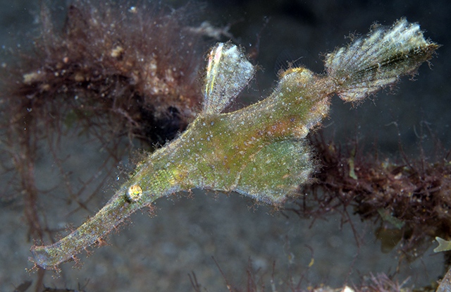 Solenostomus paegnius