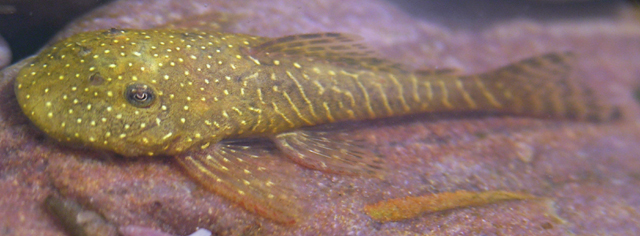 Pseudolithoxus stearleyi