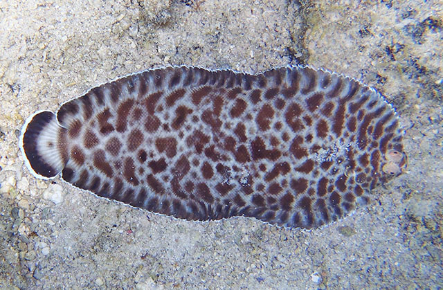 Soleichthys tubiferus