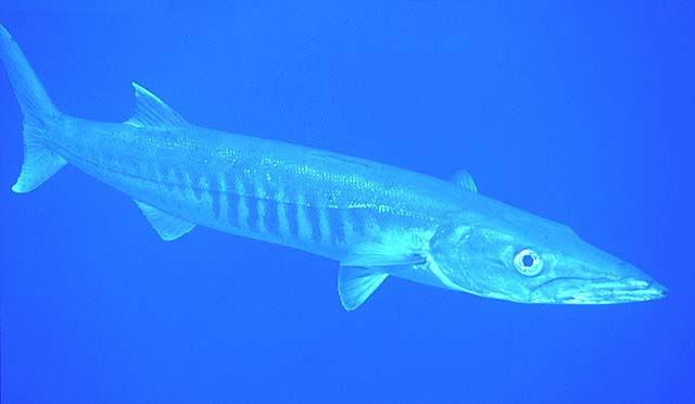 Sphyraena barracuda