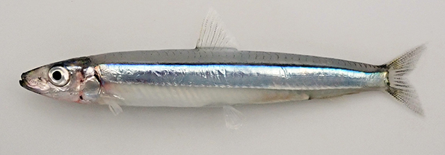 Spratelloides gracilis