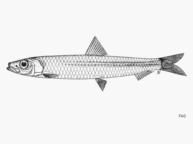 Spratelloides lewisi