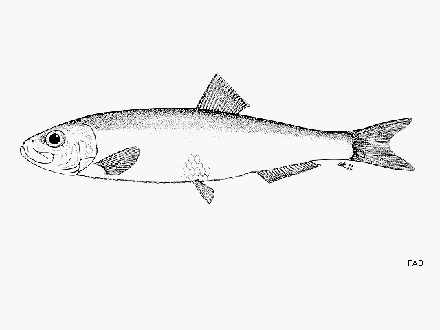 Sprattus novaehollandiae