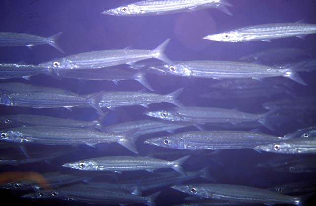 Sphyraena picudilla