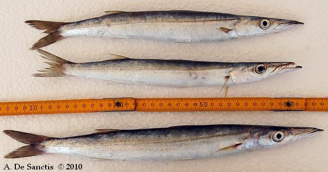 Sphyraena sphyraena