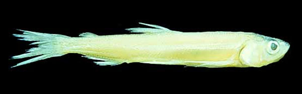 Spirinchus starksi