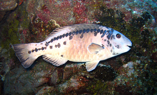 Sparisoma strigatum