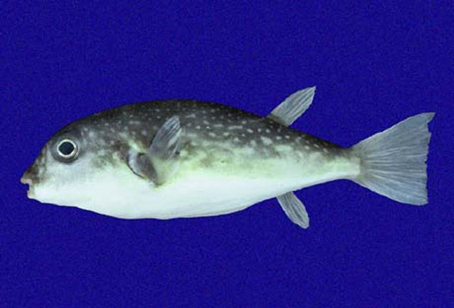 Sphoeroides trichocephalus
