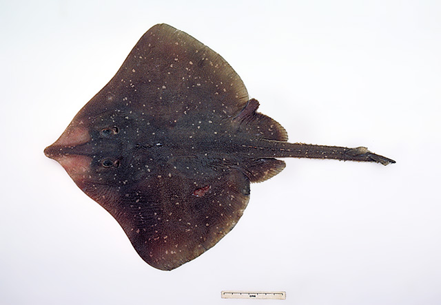 Spiniraja whitleyi