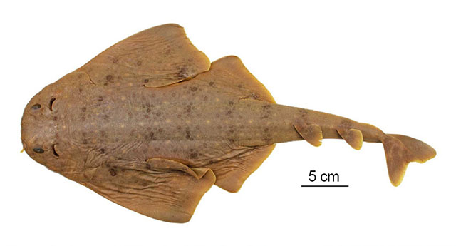Squatina africana
