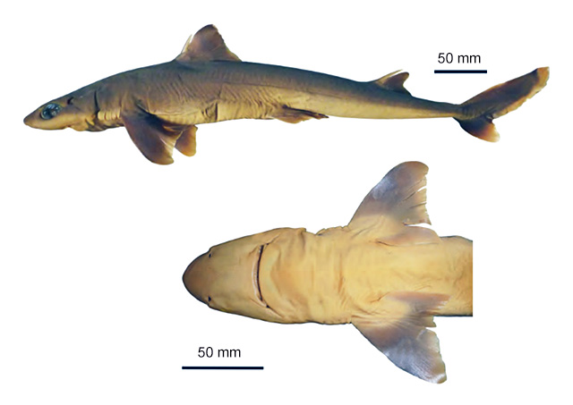Squalus albicaudus