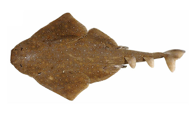 Squatina albipunctata