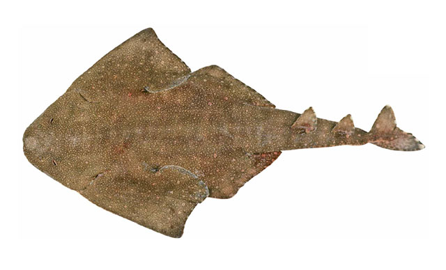Squatina australis