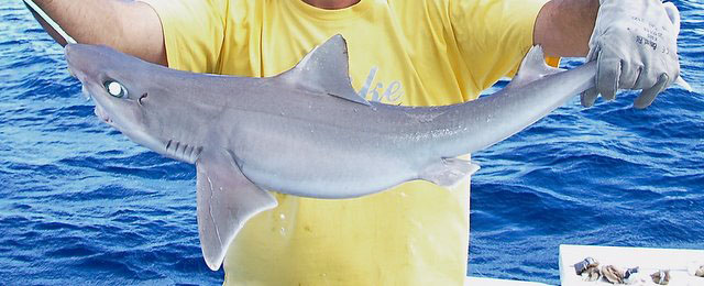 Squalus bucephalus