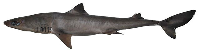 Squalus hima
