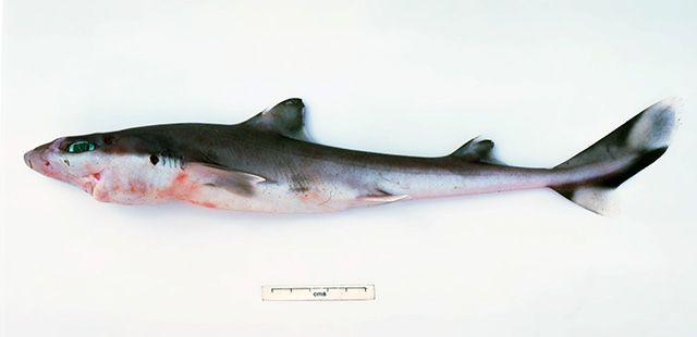 Squalus montalbani