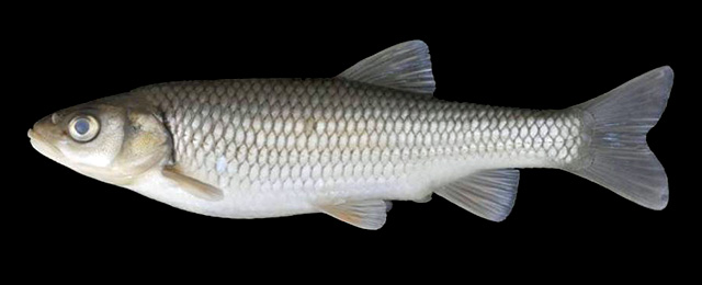 Squalius pursakensis