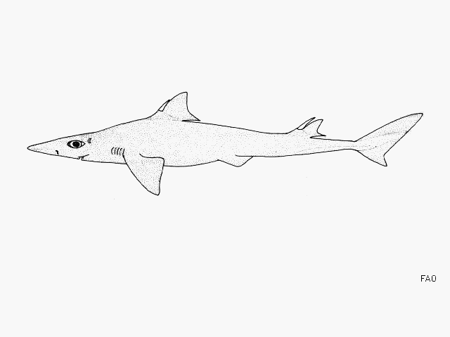 Squalus rancureli