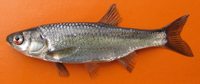 Squalius ulanus