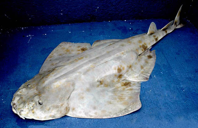 Squatina varii