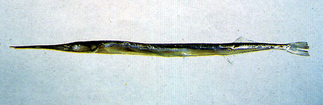 Strongylura anastomella