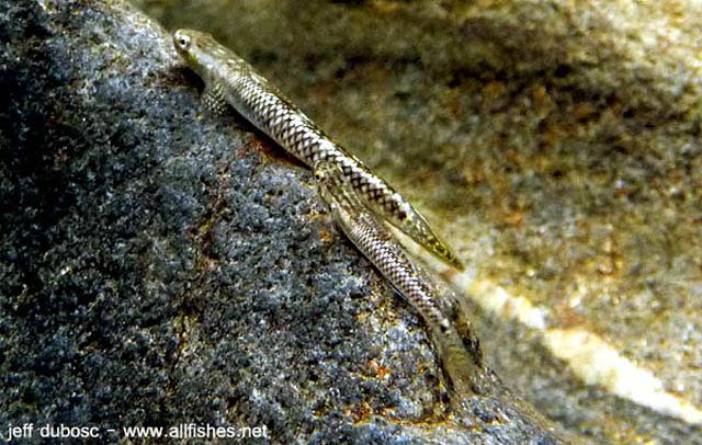 Stiphodon atratus