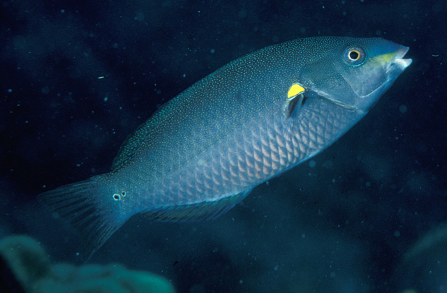 Stethojulis balteata