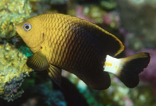 Stegastes baldwini