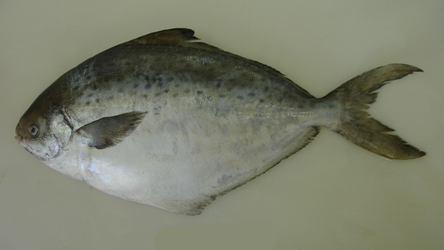 Stromateus brasiliensis