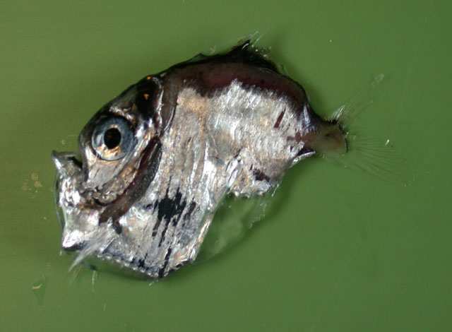 Sternoptyx diaphana