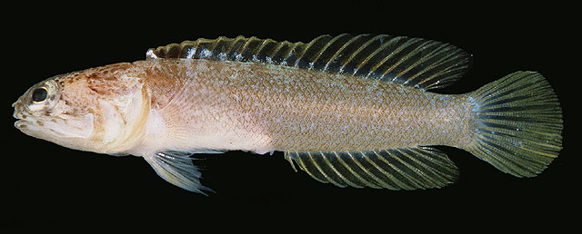Stalix dicra