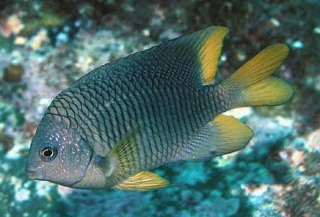 Stegastes flavilatus