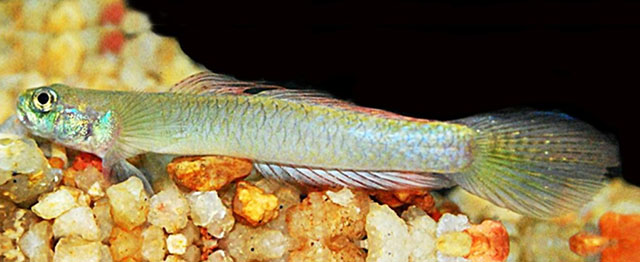 Stiphodon hadiatyae