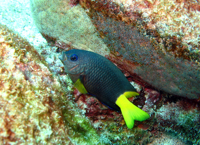 Stegastes lubbocki