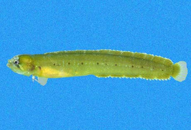 Stathmonotus lugubris