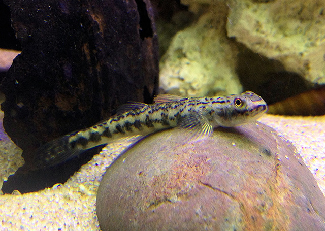 Stiphodon maculidorsalis