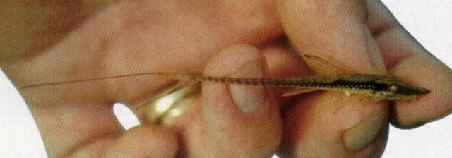 Sturisoma monopelte