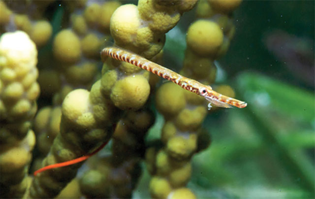 Stigmatopora narinosa