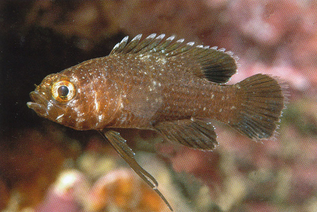 Steeneichthys nativitatus