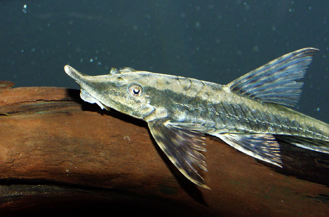 Sturisoma nigrirostrum