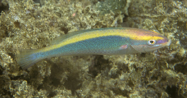 Stethojulis notialis