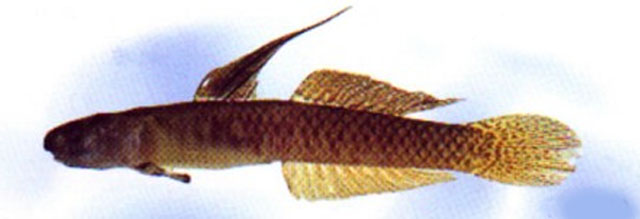 Stper_m0.jpg